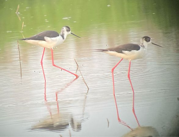 Cavaliere d'Italia  - Davide Aldi