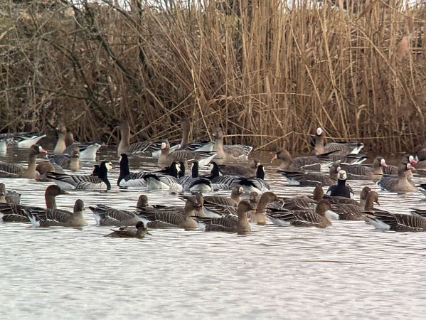 bernikla białolica  - Artur Andrzejewski