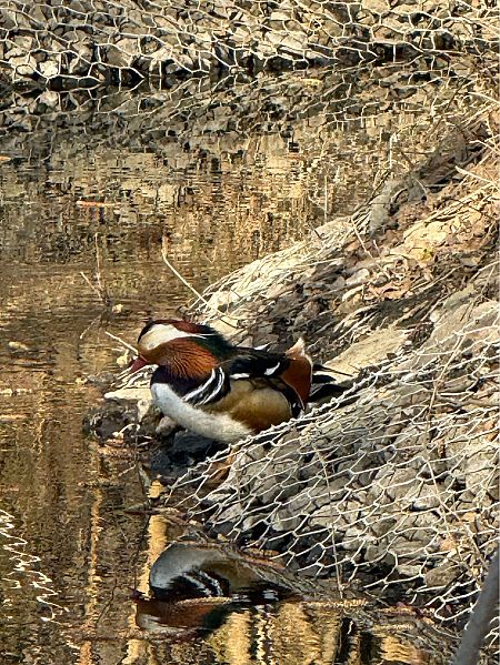 Mandarinente  - Artur Andrzejewski