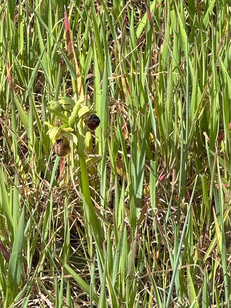 Ophrys arachnitiformis  - Jerome Brunet