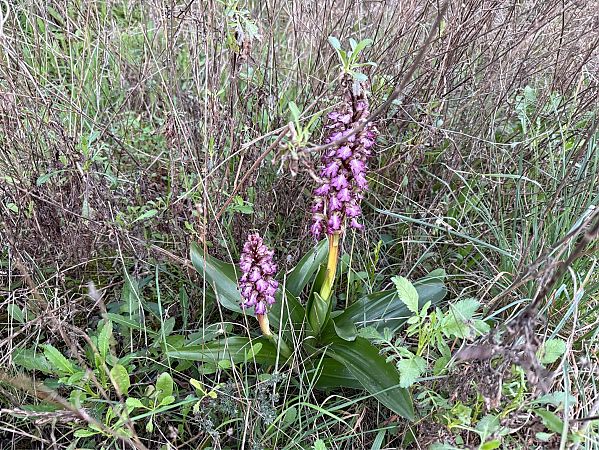 Himantoglossum robertianum  - Pep Sole