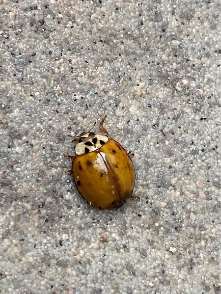 Harmonia axyridis  - Maria Rita Gelso