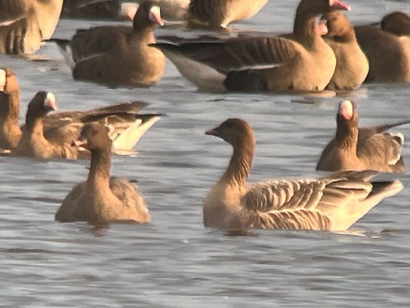 Oie à bec court  - Kuba Osowski