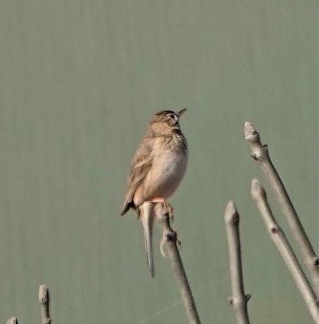 Calandro maggiore  - Ivano Candon