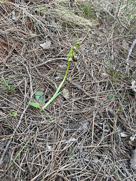 Ophrys arachnitiformis  - Pep Sole