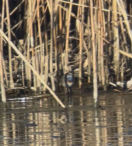 Gorgebleue à miroir  - Herta Mangeng