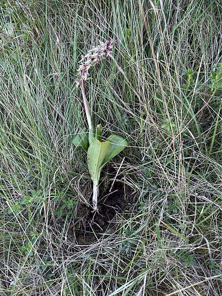 Himantoglossum robertianum  - Pep Sole