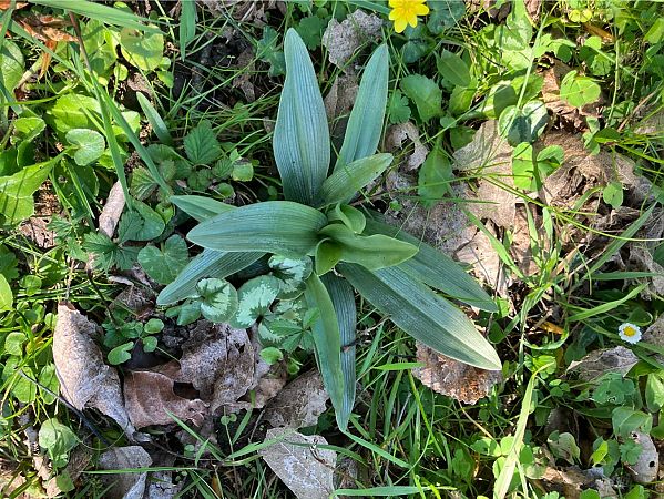 Ophrys sp.  - Florent de Gasperis