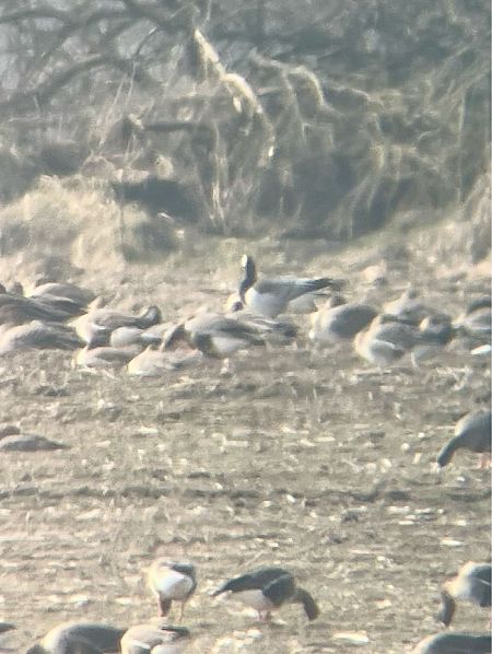 Bernache nonnette  - Krzysztof Lis