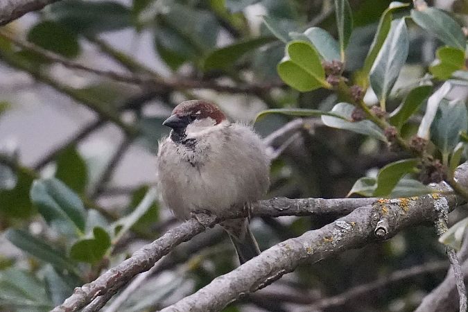 Passera d'Italia  - Florian Gasser