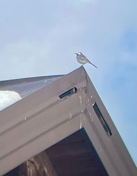 Ballerina bianca  - Krzysztof Lis