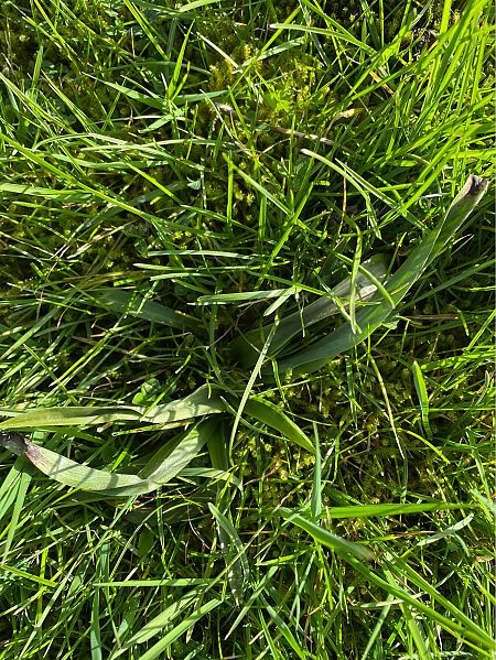 Anacamptis pyramidalis  - Olivier Guillemet