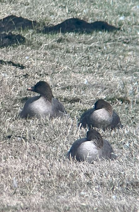 gęś krótkodzioba  - Krzysztof Lis