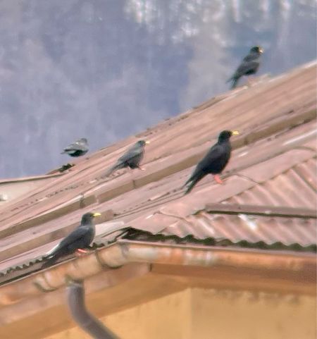 Gracchio alpino  - Krzysztof Lis