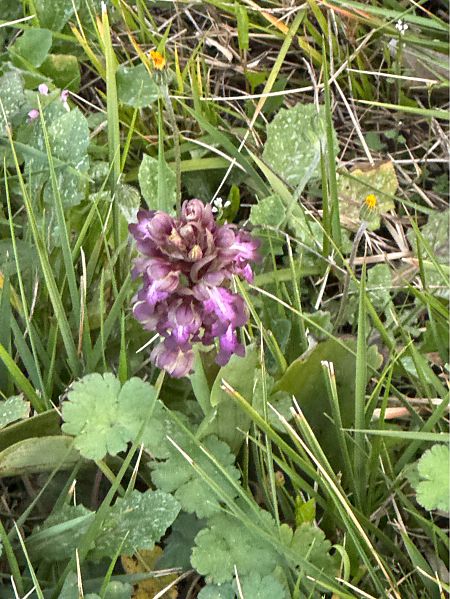 Himantoglossum robertianum  - Jerome Brunet