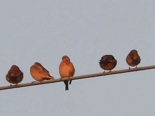 Fanello  - Giampaolo Toniolo
