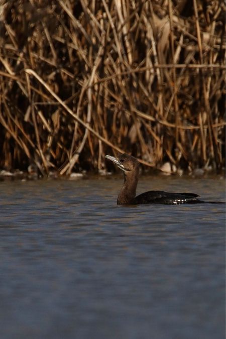 Zwergscharbe  - Konrad Sobolak