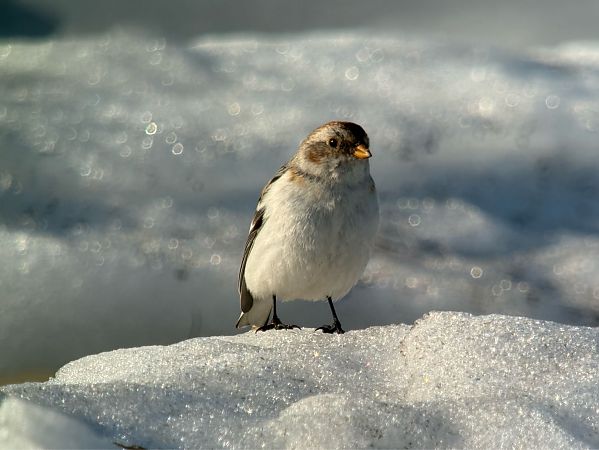 Schneeammer  - Artur Andrzejewski