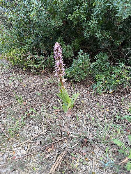 Himantoglossum robertianum  - Pep Sole