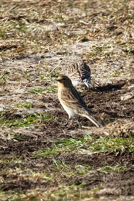 Linotte à bec jaune  - Wojciech Kaczor