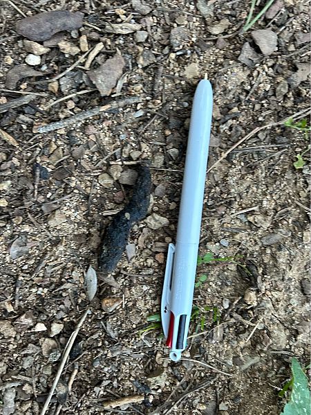 Fagina, gorjablanc  - Pere Alzina i Bilbeny