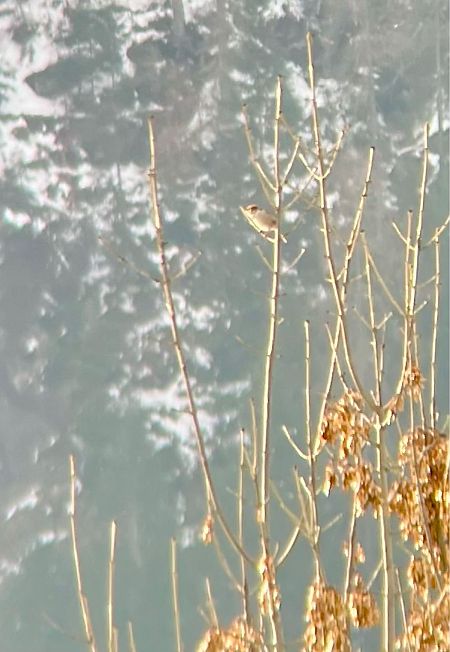 Passera oltremontana  - Krzysztof Lis