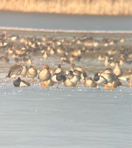 Bernache nonnette  - Krzysztof Lis