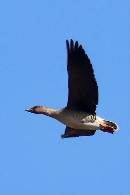 gęś tundrowa  - Wojciech Kaczor