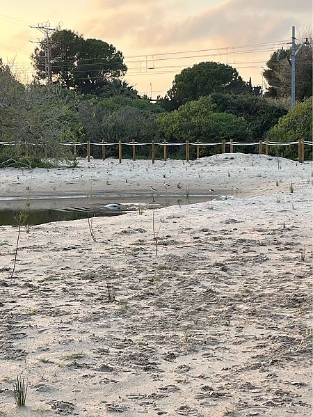 Gavina vulgar  - Yana Antonenko