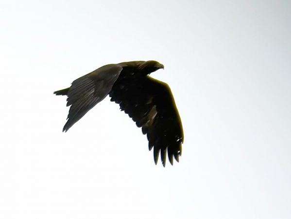 orzeł przedni  - Damian Ostrowski