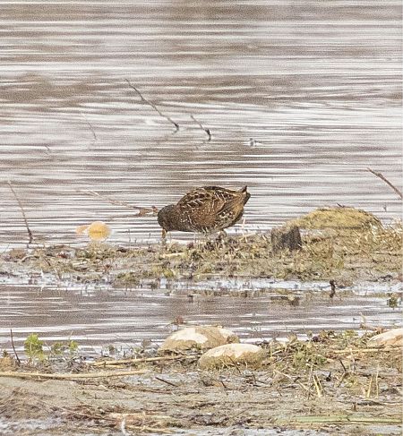 Marouette ponctuée  - Florian Hanslmayr