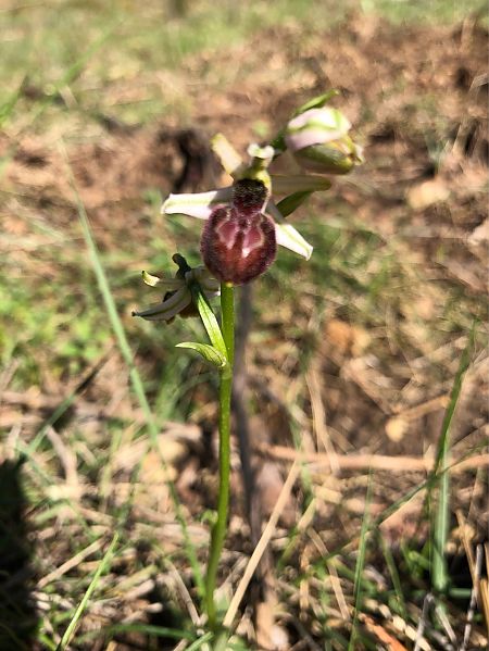 Ophrys arachnitiformis  - Marc Le Dorze