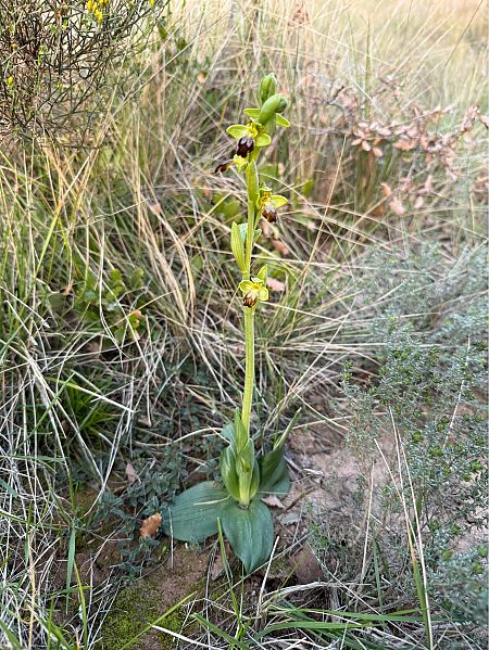 Ophrys forestieri  - Pep Sole