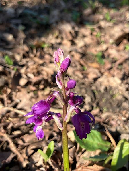 Orchis mascula  - Florent de Gasperis