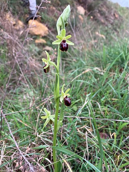 Ophrys exaltata subsp. marzuola  - Florent de Gasperis