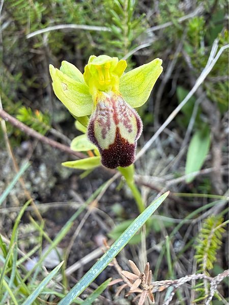 Ophrys forestieri  - Pep Sole