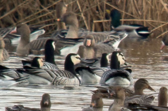 Weisswangengans  - Artur Andrzejewski