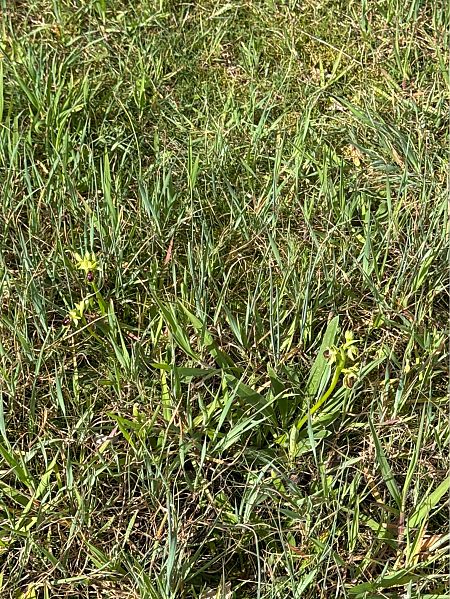 Ophrys arachnitiformis  - Jerome Brunet