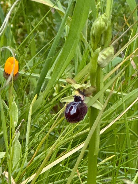 Ophrys arachnitiformis  - Antonio Mazzone