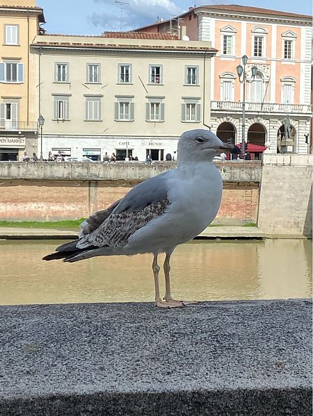 Gabbiano reale  - Franco Roscelli