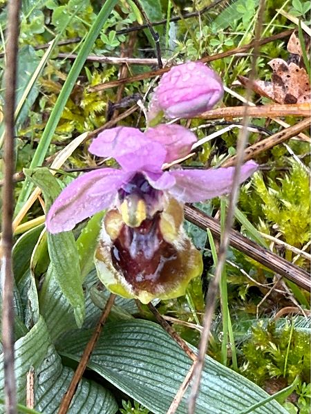 Ophrys ficalhoana  - Agustín Rivas