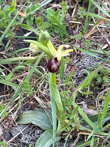 Ophrys arachnitiformis  - Jerome Brunet