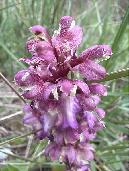 Himantoglossum robertianum  - David Vilasís Boix