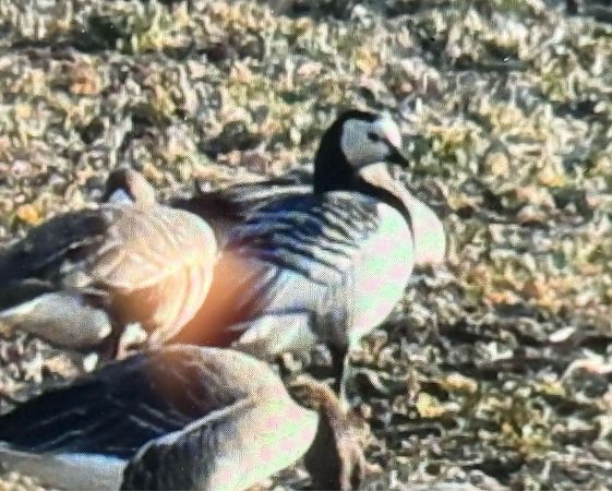 Bernache nonnette  - Artur Andrzejewski