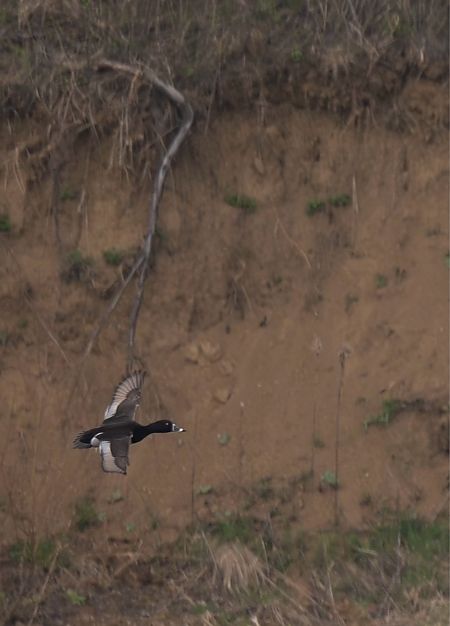 czerniczka  - Barbara Iliadis