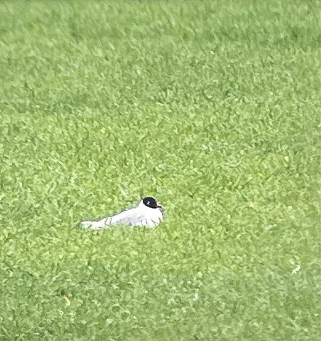 Mouette mélanocéphale  - Aaron Ofner