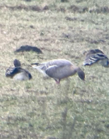 gęś krótkodzioba  - Krzysztof Lis