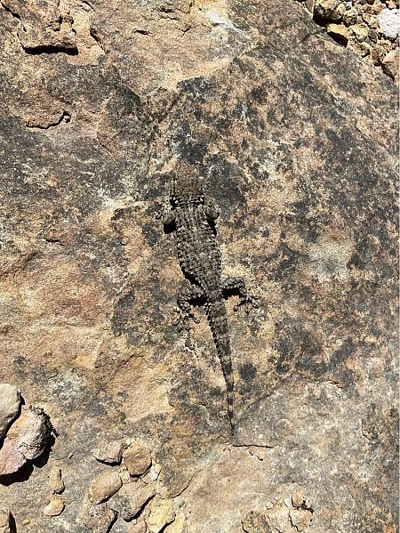 Dragó comú  - Jan Artola Llorens