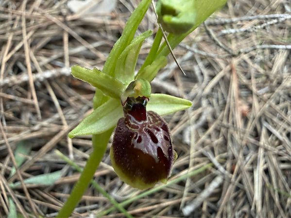 Ophrys arachnitiformis  - Pep Sole