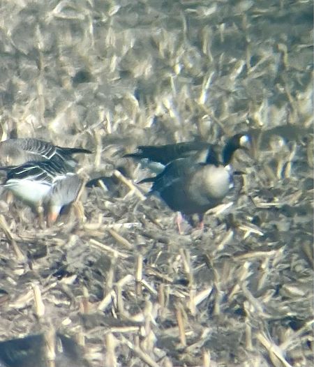 Oie à bec court  - Krzysztof Lis